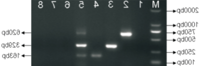 小反刍兽疫病毒、施马伦贝格病毒和库布病毒分子鉴别检测技术.jpg