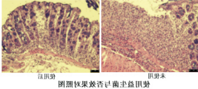 防治动物结肠炎产品的益生菌发酵技术.jpg